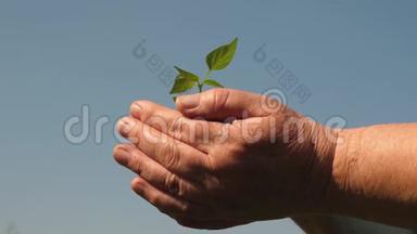 园丁`双手捧着一棵绿色的幼苗在手心顶着天空.. 环保萌芽。 年轻的萌芽